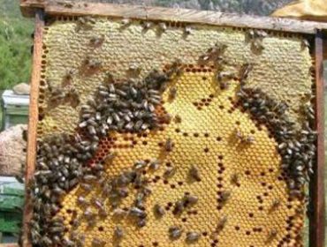 Curso en Becerreá de reciclaxe da cera de abella