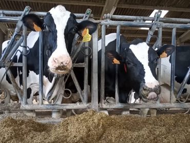 Xornada sobre as necesidades nutricionais do gando vacún leiteiro