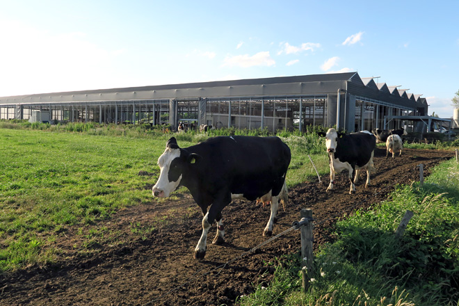 Vacas camiño do pasto tralo ordeño da tarde