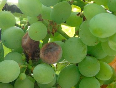 Bio-ferramentas para o control de pragas nos viñedos, alternativas para reducir o uso de pesticidas
