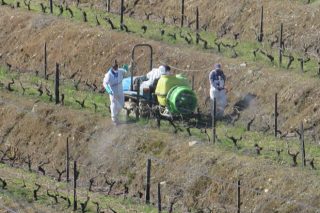 Estratexias que seguen en Portugal para reducir o uso de fitosanitarios no viñedo