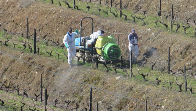 Estrategias que siguen en Portugal para reducir el uso de fitosanitarios en el viñedo