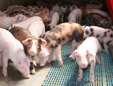 Como reducir o uso de antibióticos nas granxas de porcino?