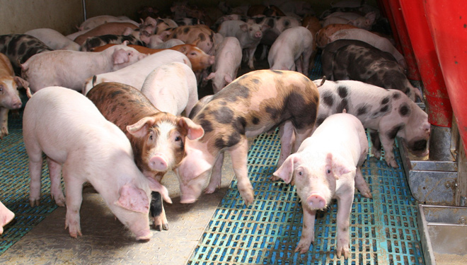 Ucraína completa a ‘tormenta perfecta’ sobre o sector porcino galego