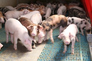 Ucraína completa a ‘tormenta perfecta’ sobre o sector porcino galego