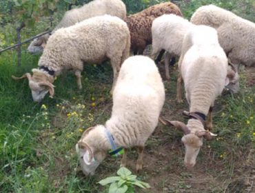 Medio Rural ultima o lanzamento do matadoiro móbil para pequenas granxas de ovino, cabrún e porcino