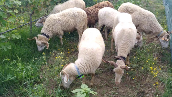 Medio Rural ultima el lanzamiento del matadero móvil para pequeñas granjas de ovino, caprino y porcino