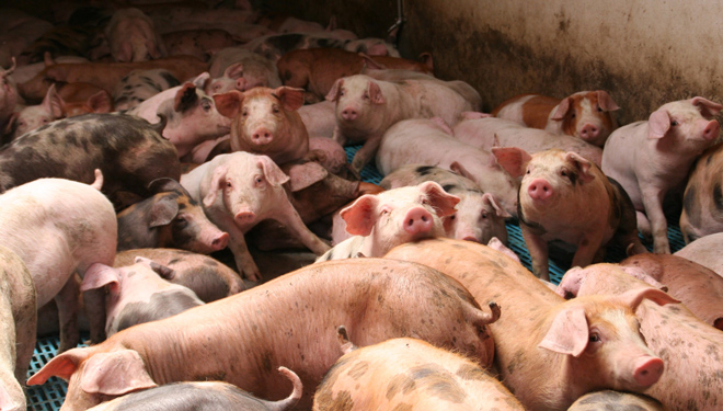 O prezo do porcino comeza a caer a causa da crise do coronavirus