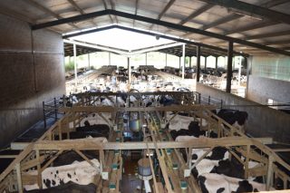 SAT Lixeiro: Camiño das 300 vacas en muxido e con 43 litros de produción