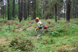 A Xunta licita 7,5 millóns de euros en obras de tratamentos silvícolas nos montes galegos