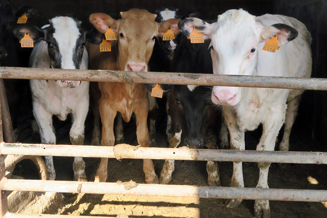 Agricultura pide que Europa active medidas de apoyo para el vacuno de carne