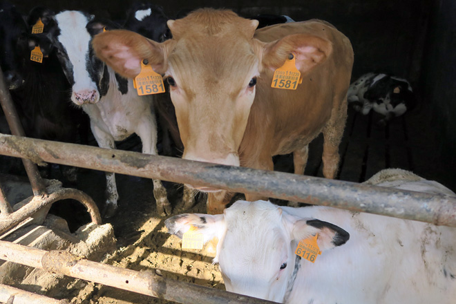 Agricultura pide que Europa active medidas de apoio para o vacún de carne