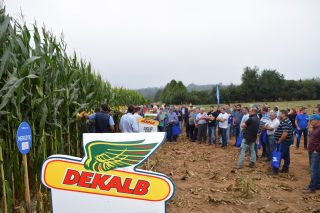 Xornada Dekalb este xoves en Santa Comba sobre os últimos avances en novas tecnoloxías para o cultivo do millo