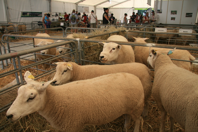 Últimos días de inscrición na viaxe a Francia para coñecer o seu sector ovino