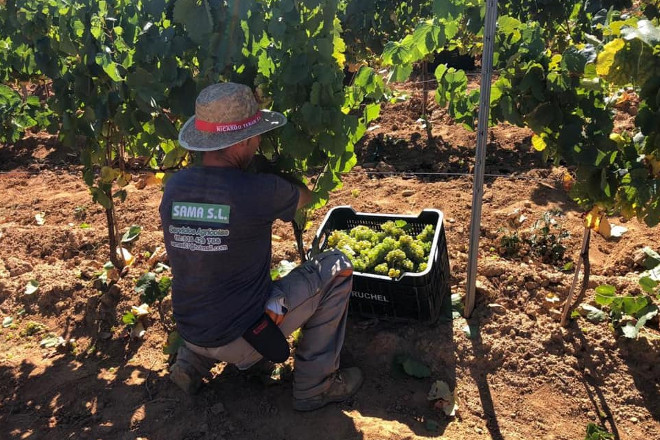 A vendima 2022 na DO Valdeorras supera as previsións e remata con 6,5 millóns de quilos de uva recollidos