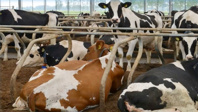 ¿Qué riesgos y beneficios tiene aprovechar el purín como cama para el ganado?