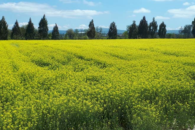 Colza y centeno híbrido, dos cultivos con potencial en Galicia