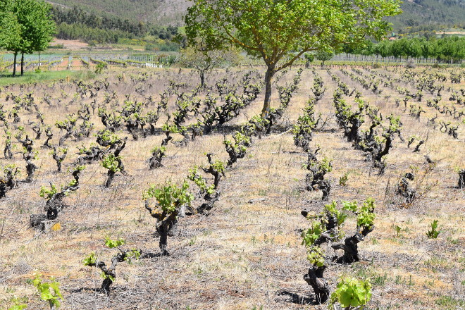 Estratexias de adaptación fronte ó cambio climático na vitivinicultura