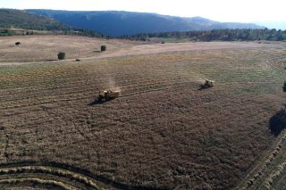 Coren colleita as súas primeiras 50 hectáreas de cereal ecolóxico en Ferreira de Pantón