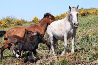 Patoloxías máis comúns do gando cabalar en Galicia e medidas de prevención