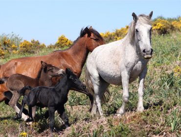 Patoloxías máis comúns do gando cabalar en Galicia e medidas de prevención