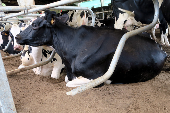 O Liñar aumentou a zona para as vacas en produción con máis cubículos e máis amplios