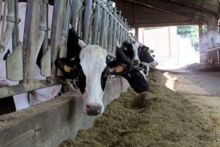 O prezo do leite no campo mantén a tendencia á baixa
