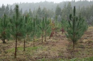 A Xunta liga a suspensión de novas plantacións de eucalipto con incentivos para piñeiros e frondosas