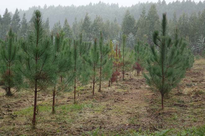 Tres factores para el éxito de una plantación de pino