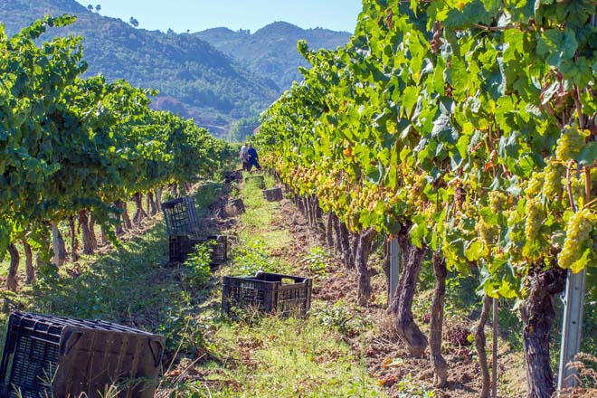 Os viños da D.O. Monterrei chegan a ‘Experiencia Verema Santander’