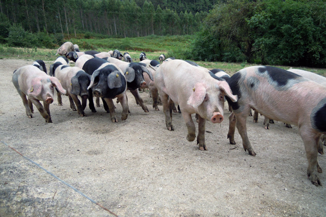 Jornada formativa online sobre oportunidades de negocio en la cría de porco celta