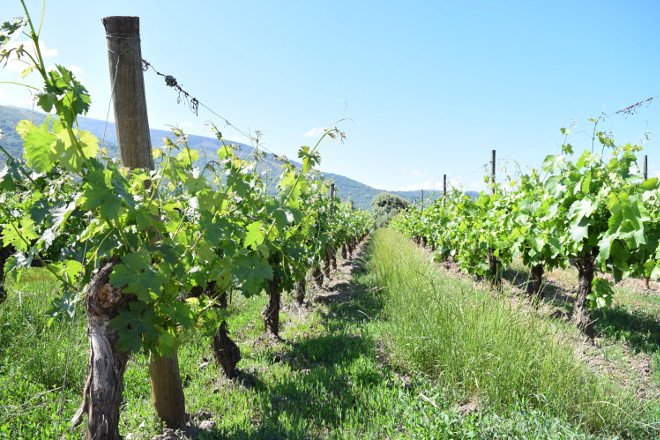 O Goberno aproba dar máis facilidades ao sector vitivinícola para acceder a axudas