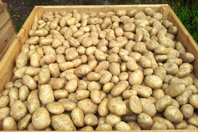 Seminario para a mellora das técnicas de produción de pataca