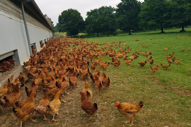 El aumento de los costes de producción deja contra las cuerdas a las granjas avícolas