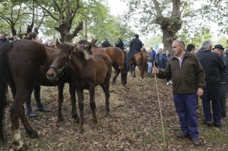 Chega o San Martiño de Teo, unha das feiras cabalares máis antigas de Galicia