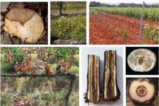 Facer podas temperás, unha estratexia para previr as enfermidades da madeira do viñedo