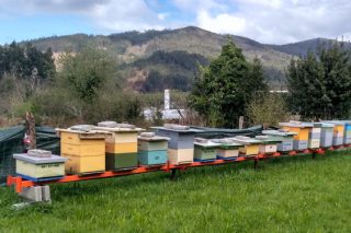 Duplícase o orzamento das axudas da Xunta á apicultura