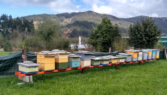 Trasládanlle ao Ministerio a situación crítica do sector do mel español