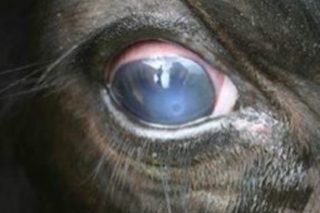 Por que aumentan os casos da enfermidade do ‘ollo branco’ en Galicia?