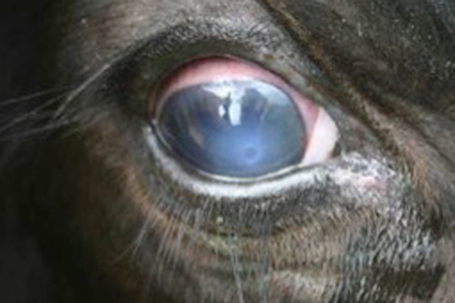 ¿Por qué aumentan los casos de la enfermedad del ‘ojo blanco’ en Galicia?