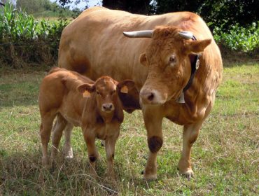 Novo curso na Lama sobre iniciación e mellora da gandaría de vacún de carne