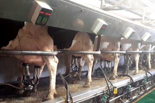 Tendencia ó repunte no prezo do leite no campo