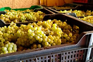 Novos contratos de compra-venda de uva e de viño en España