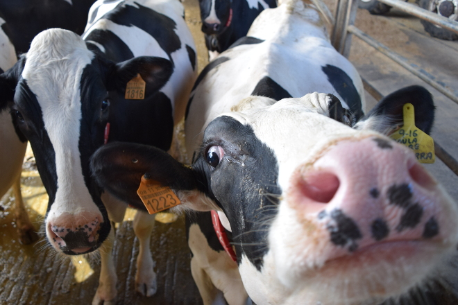 Importes definitivos das axudas asociadas a vacún de leite