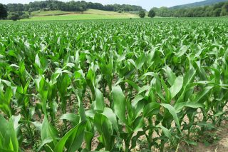 Que variedades de millo forraxeiro plantar este ano en Galicia?
