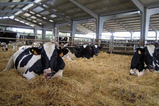 Requerimentos das instalacións para vacún de leite en ecolóxico