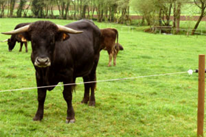 Recomendaciones para el buen funcionamiento de los cierres eléctricos para el ganado