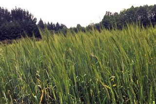 “En Galicia interesa facer o cultivo de trigo en ecolóxico”