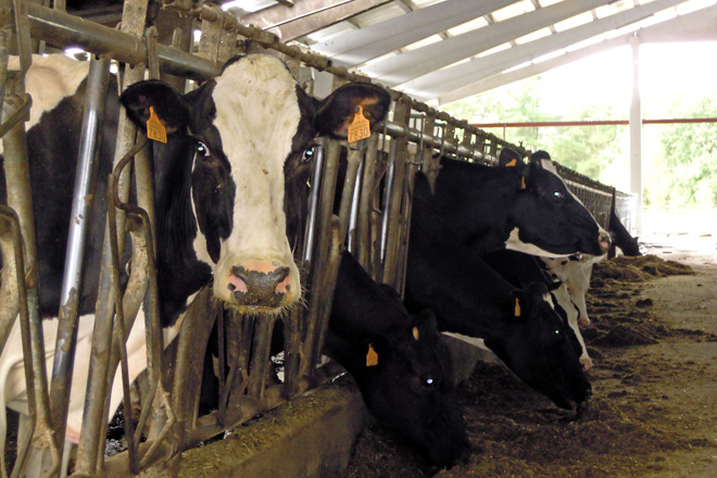 vacas producion