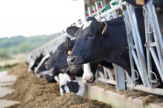 As granxas de leite galegas perderon 160 millóns polas vendas por baixo dos custes de produción